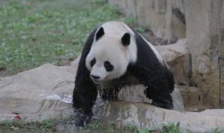 广州动物园有大熊猫看吗 上海动物园有熊猫吗